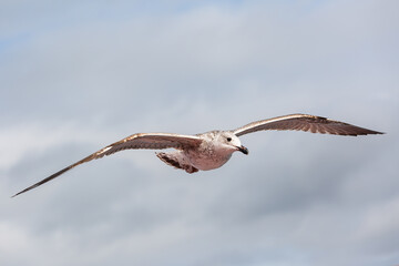 seabirds in flight