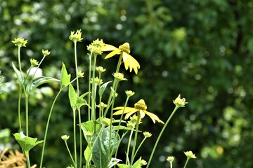 Żółte kwiaty  © merko