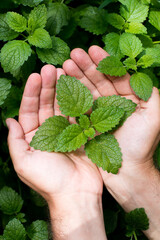 Naklejka na ściany i meble Green Mint Plant Grow Background. Leaves in Men's hands