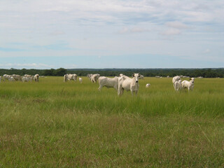 Fototapeta premium Bovinocultura 