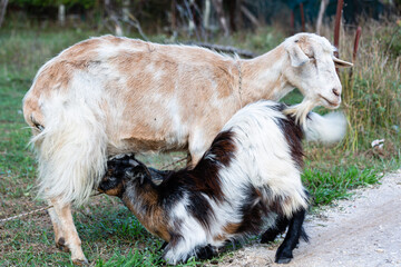 Obraz premium sheep and goat pastures