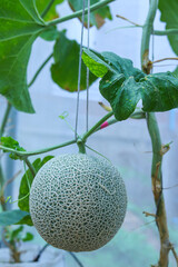 Green melon or cantaloupe growing  in the nursery