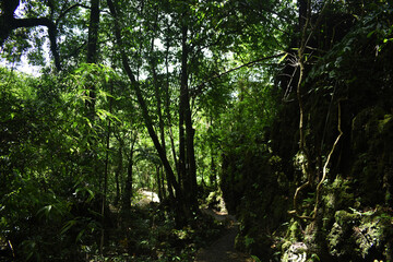 Obraz premium Few Amount of Sunshine Are Coming Through The Very Dense Green Forest Near Mawsmai Cave In Meghalaya In India