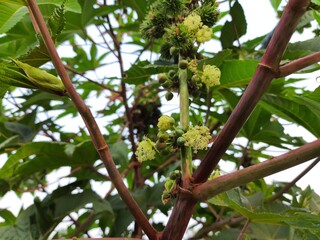 Castor oil plant. Ricinus communis, the castor bean or palma-christi is a species of perennial flowering plant in the spurge family. It is the sole species in the monotypic genus,Ricinus.