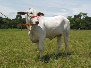 Fototapeta premium Bovinocultura