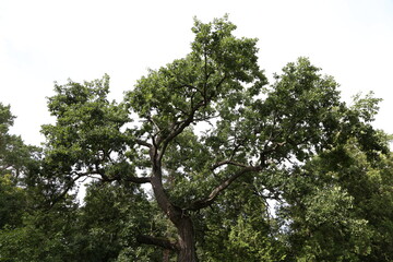 large green old oak tree against the sky