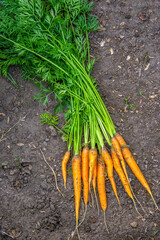 Ripe carrots harvest on the ground. space for copying text. vertical photo