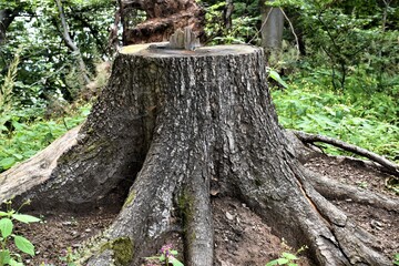                              Pień dużego drzewa    © merko