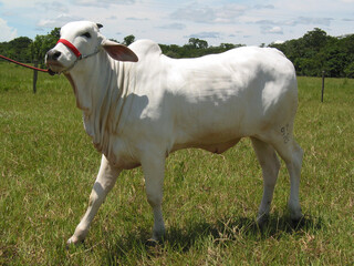 Obraz premium Bovinocultura