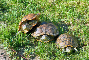 three red-eared turtles next to each other on the green grass with their muzzles looking forward