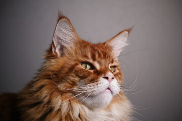 A portrait of a red maine coon cat