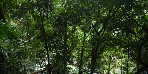 Few Amount of Sunshine Are Coming Through The Very Dense Green Forest Near Living Root Bridge In...