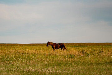 Brown horse in the field against the background of a pink sunset.