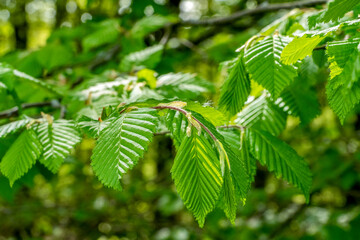 fresh green sapful foliage