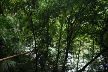 Few Amount of Sunshine Are Coming Through The Very Dense Green Forest Near Living Root Bridge In...
