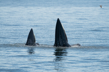 Fototapeta premium Brydes whale, Eden's whale Mother is teaching children to catch the fish.