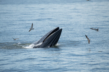 Brydes whale, Eden's whale Mother is teaching children to catch the fish.