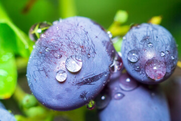 purple grapes close-up macro, water drops selective focus