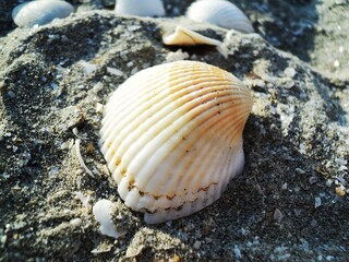 shell on the beach