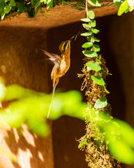 Flying Hummingbird by a branch