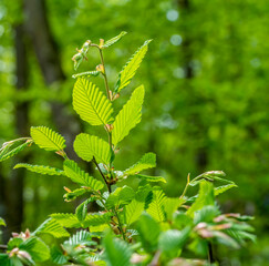 fresh green sapful foliage