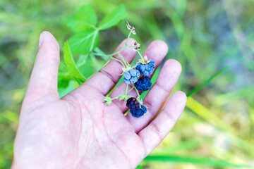 Hands picking blackberries harvest season. Wild ripe blackberries grows on the bush. Selective focus