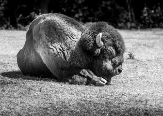 american buffalo