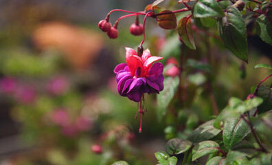 Fuchsia flowers close up blooming in the garden