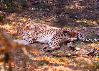 cheetahs siblings resting on the grass