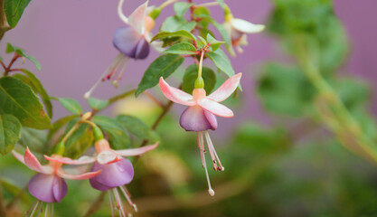 Fuchsia violet flowers close up against violet background