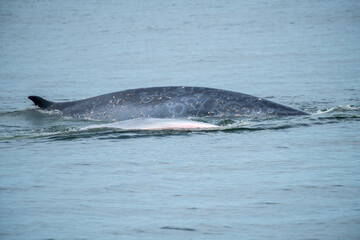 Fototapeta premium Brydes whale, Eden's whale Mother is teaching children to catch the fish.