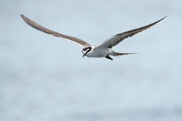 Single seagull in flight on grey sky