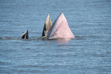 Naklejka premium Brydes whale, Eden's whale Mother is teaching children to catch the fish.