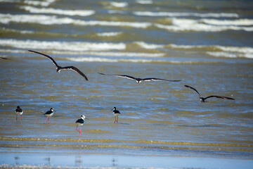 seagulls in flight