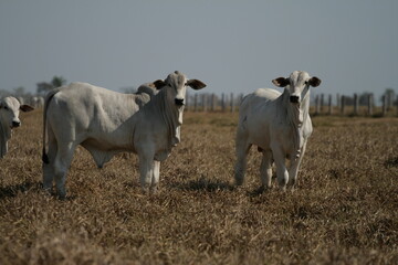 Obraz premium Bovinocultura