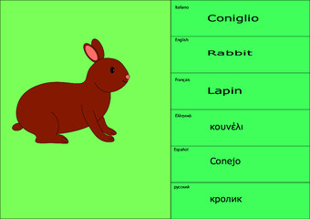 Coniglio per didattica multi lingue per infanzia insegnamento apprendimento 