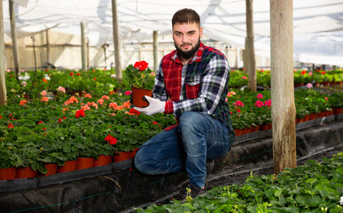 Fototapeta na wymiar Young male farmer controlling quality of Pelargonium plants in glasshouse farm