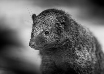 portrait of a mongoose