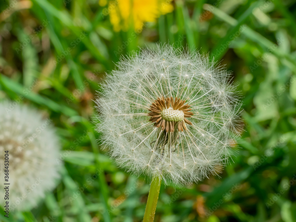 Canvas Prints dandelion seedheads