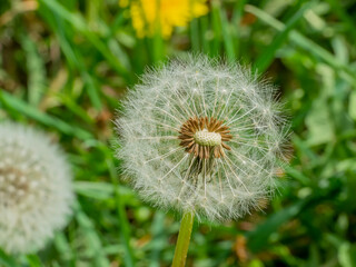 dandelion seedheads