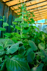 Growing vegetables in hothouse. Cabbage and cucumber plants.