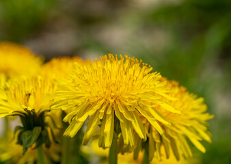 dandelion flowers