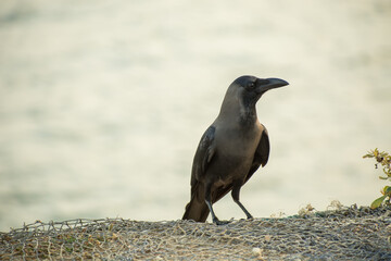 crow on the ground