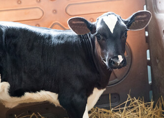 Little cute calf. With large, trusting eyes and long eyelashes.