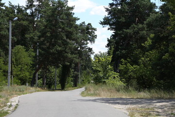 asphalt road among the trees in the forest