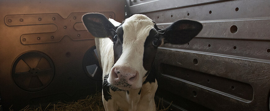 Little cute calf. With large, trusting eyes and long eyelashes.
