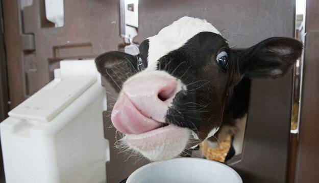 Little cute calf. With large, trusting eyes and long eyelashes.