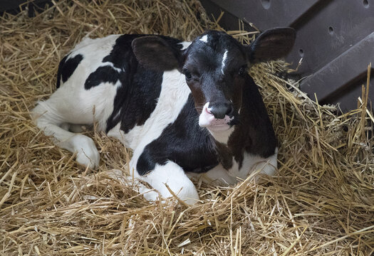 Little cute calf. With large, trusting eyes and long eyelashes.