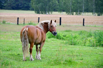 A close up on a brown horse with an ecru mane and tail standing in the middle of a dense field or meadow situated next to yet another pastureland seen on a Polish countryside on a summer day