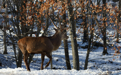 elk walking in forest during winter